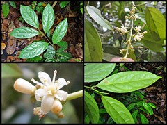 Glycosmis chlorosperma var. chlorosperma