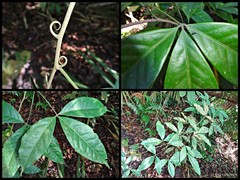 Luvunga crassifolia