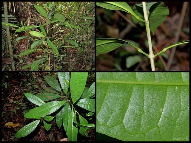 Maclurodendron porteri • © Louise Neo • All Rights Reserved