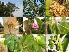 Melicope elleryana (F.Muell.) T.G.Hartley