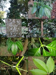 Melicope lunu-ankenda