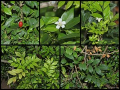 Murraya paniculata
