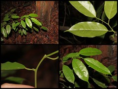 Paramignya scandens