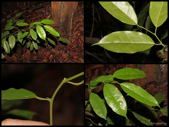 Paramignya scandens var. ridleyi • © Louise Neo • All Rights Reserved