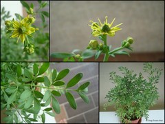 Ruta graveolens