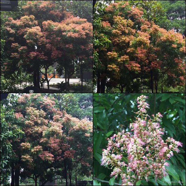 Amesiodendron chinense • © Ang Wee Foong • All Rights Reserved