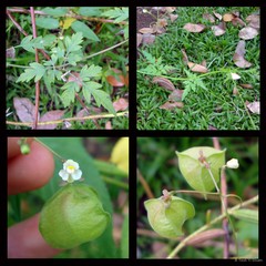 Cardiospermum halicacabum