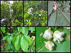 Dimocarpus longan malesianus