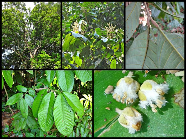 Dimocarpus longan malesianus • © Ong Kwan Han • All Rights Reserved
