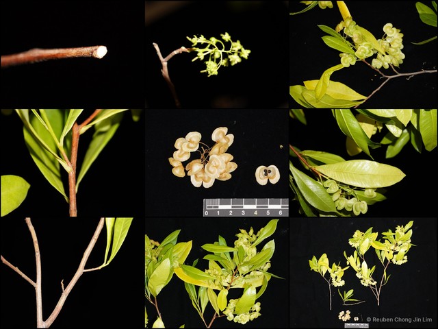 Dodonaea viscosa • © Reuben Chong Jin Lim • All Rights Reserved
