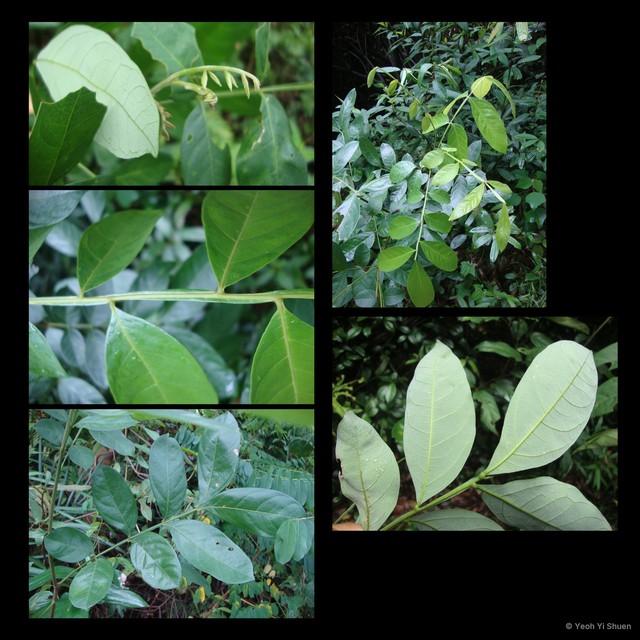 Guioa pleuropteris • © Yeoh Yi Shuen • All Rights Reserved