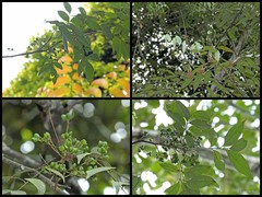 Guioa pubescens