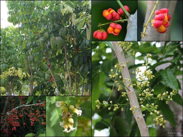 Harpullia ramiflora • © Cerlin Ng • All Rights Reserved