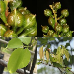 Mischocarpus sundaicus Blume