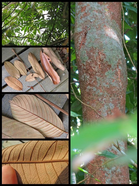 Nephelium cuspidatum var. eriopetalum • © Yeoh Yi Shuen • All Rights Reserved