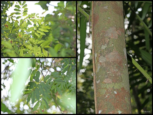 Nephelium laurinum • © NUSBL • All Rights Reserved