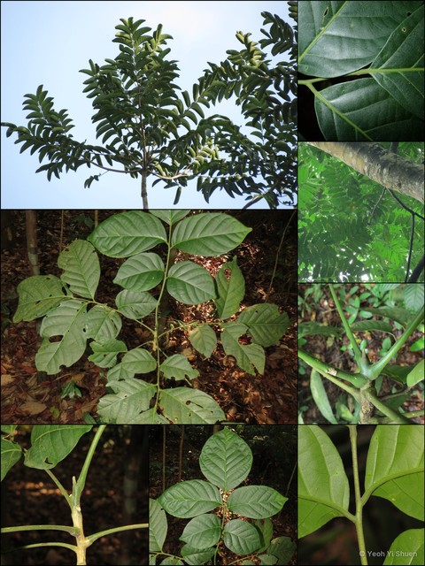Ailanthus integrifolia • © Yeoh Yi Shuen • All Rights Reserved