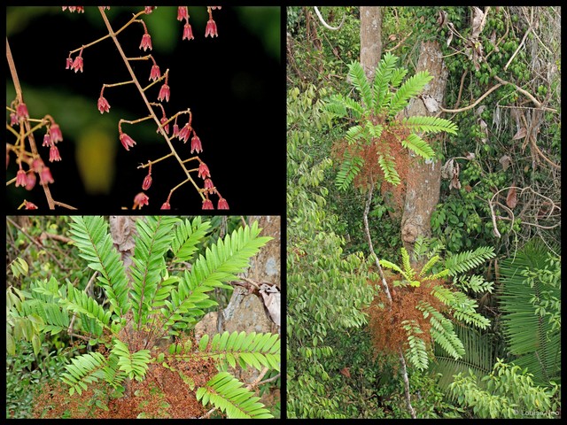 Eurycoma longifolia • © Louise Neo • All Rights Reserved