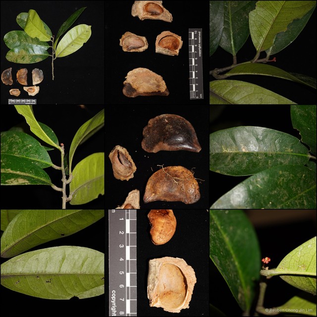 Quassia indica • © Reuben Chong Jin Lim • All Rights Reserved