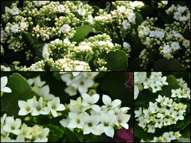 Kalanchoe (Kalanchoe) blossfeldiana • © Cerlin Ng • All Rights Reserved