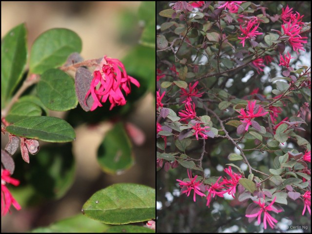 Loropetalum chinense var. rubrum • © Cerlin Ng • All Rights Reserved