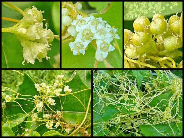 Cuscuta (Grammica) australis • © Ong Kwan Han • All Rights Reserved