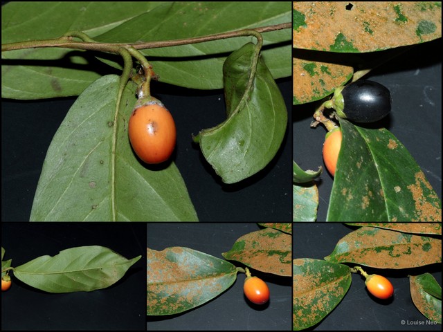 Erycibe malaccensis • © Louise Neo • All Rights Reserved