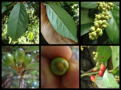Erycibe tomentosa