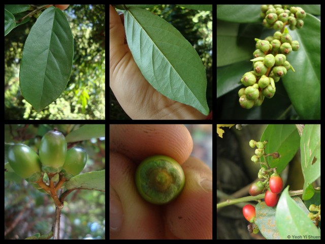 Erycibe tomentosa • © Yeoh Yi Shuen • All Rights Reserved