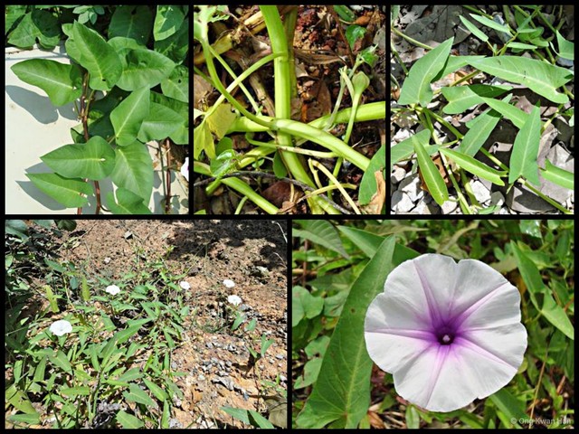 Ipomoea aquatica • © Ong Kwan Han • All Rights Reserved