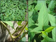 Ipomoea batatas (L.) Lam.