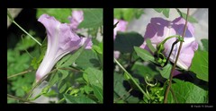 Ipomoea cairica