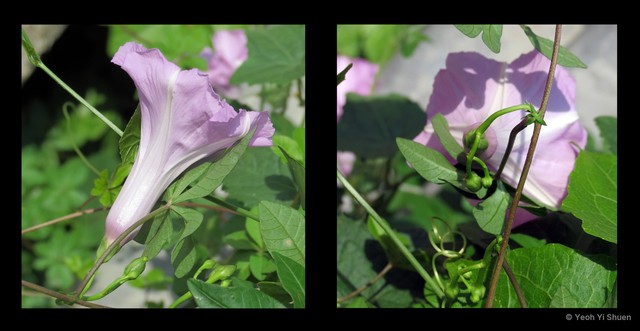 Ipomoea cairica • © Yeoh Yi Shuen • All Rights Reserved