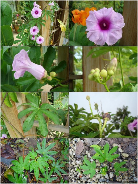Ipomoea mauritiana • © Ong Kwan Han • All Rights Reserved