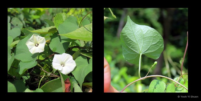 Ipomoea obscura • © Yeoh Yi Shuen • All Rights Reserved