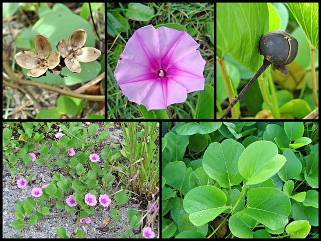 Ipomoea pes-caprae • © Ong Kwan Han • All Rights Reserved