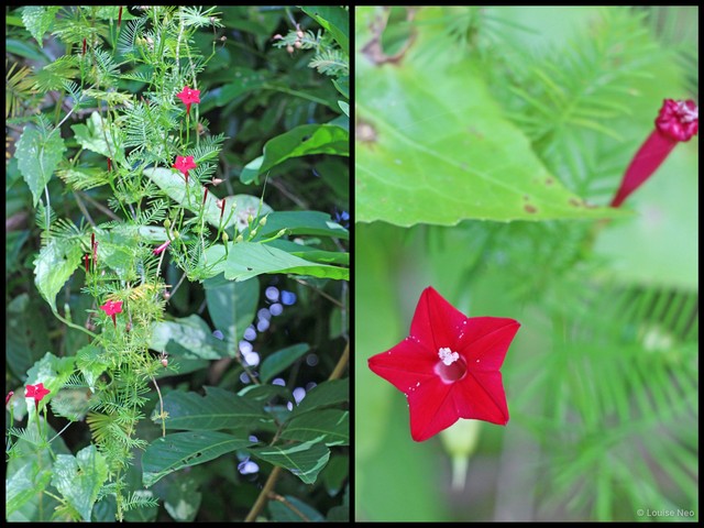 Ipomoea quamoclit • © Louise Neo • All Rights Reserved