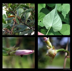 Ipomoea triloba L.