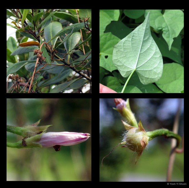Ipomoea triloba • © Yeoh Yi Shuen • All Rights Reserved