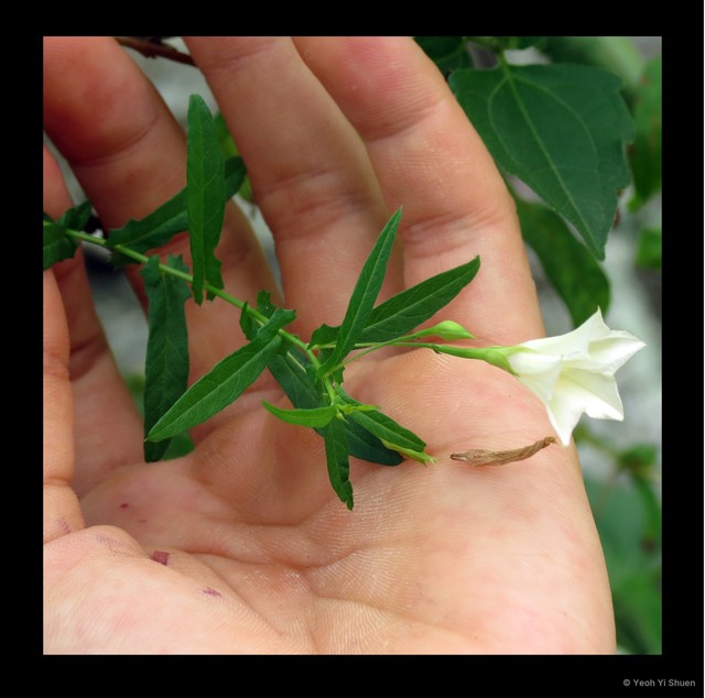 Xenostegia tridentata tridentata • © Yeoh Yi Shuen • All Rights Reserved