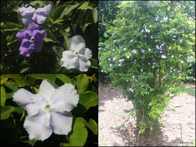 Brunfelsia pauciflora • © Cerlin Ng • All Rights Reserved
