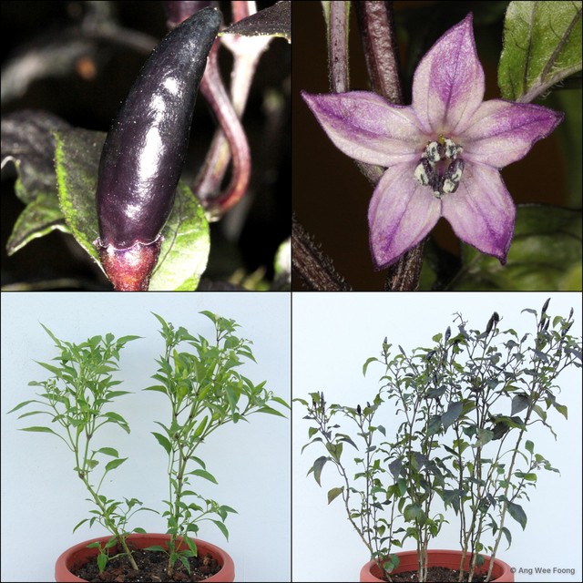 Capsicum annuum • © Ang Wee Foong • All Rights Reserved