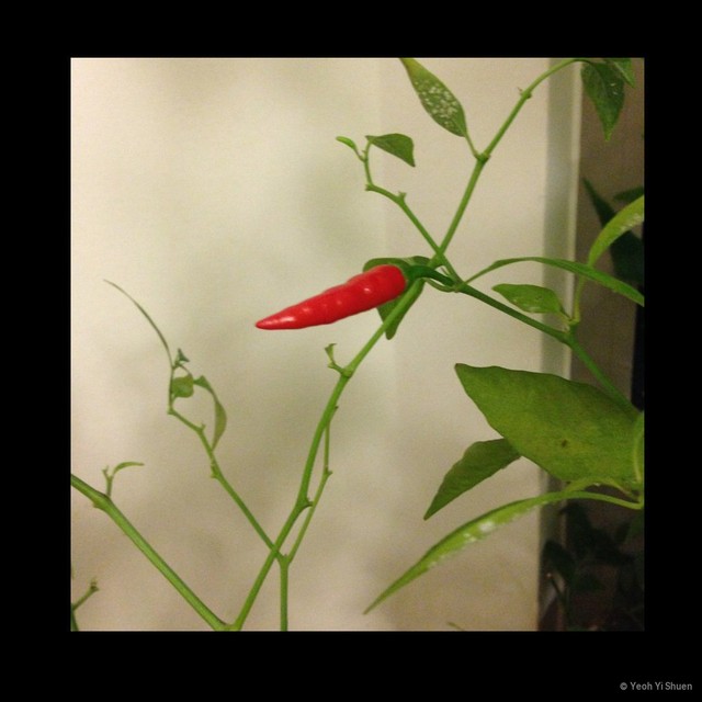 Capsicum frutescens • © Yeoh Yi Shuen • All Rights Reserved