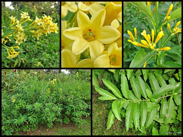 Cestrum aurantiacum • © Ong Kwan Han • All Rights Reserved