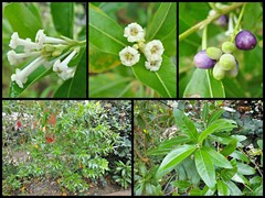 Cestrum diurnum L.