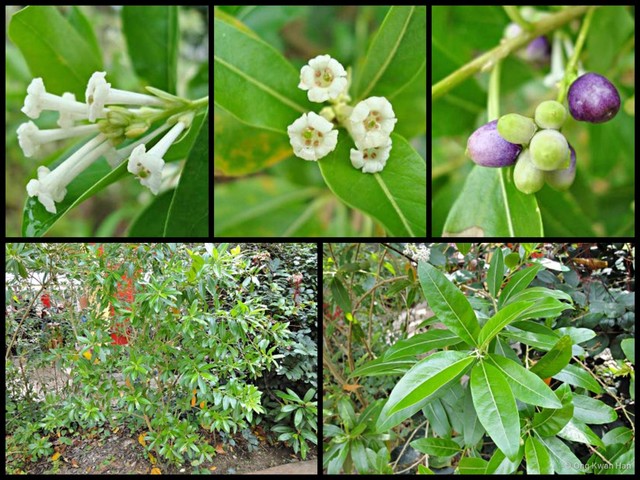 Cestrum diurnum • © Ong Kwan Han • All Rights Reserved