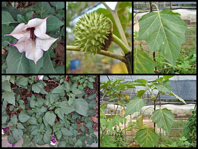 Datura metel • © Ong Kwan Han • All Rights Reserved