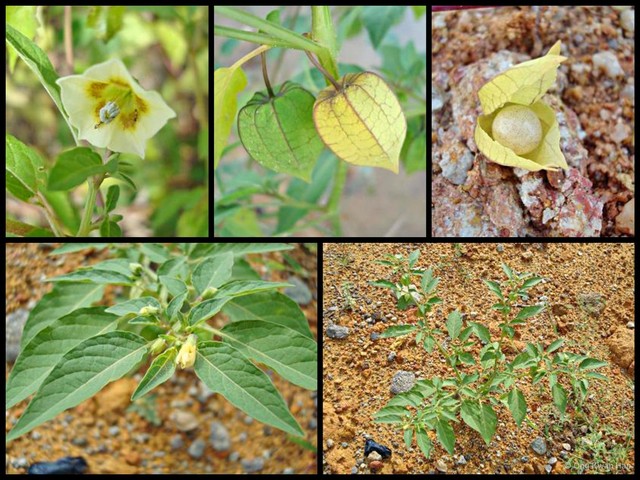 Physalis angulata • © Ong Kwan Han • All Rights Reserved