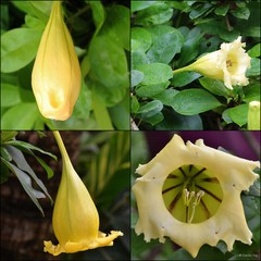 Solandra longiflora (Britton & P.Wilson) Tussac