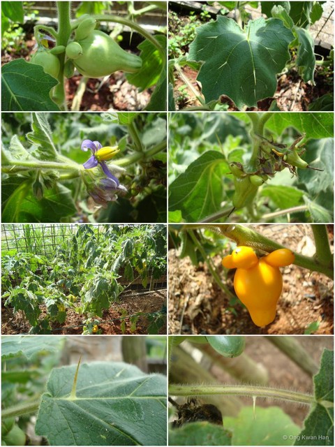 Solanum (Leptostemonum) mammosum • © Ong Kwan Han • All Rights Reserved